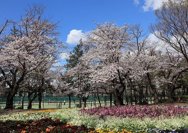 新京成沿線お花見スポット：北習志野近隣公園