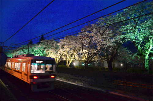 新京成線と夜桜