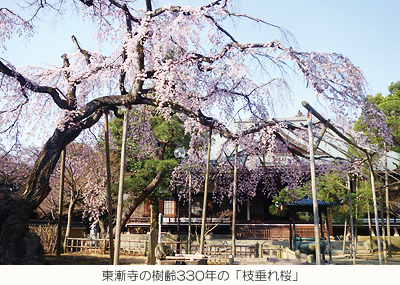 東漸寺の樹齢330年の「枝垂れ桜」