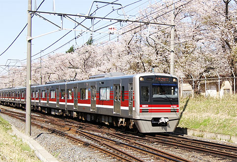 新京成線と桜