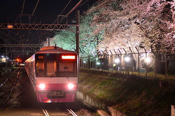 新京成線　電車内から夜桜