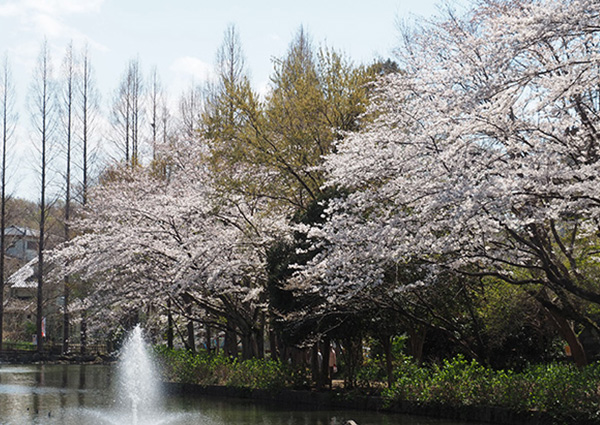 新京成沿線お花見スポット：貝柄山公園