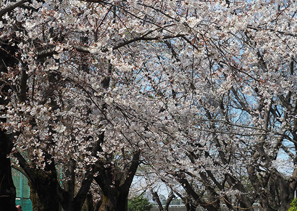 新京成沿線お花見スポット：市制記念公園