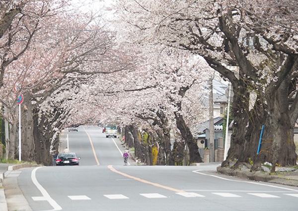 新京成沿線お花見スポット：二和西桜並木